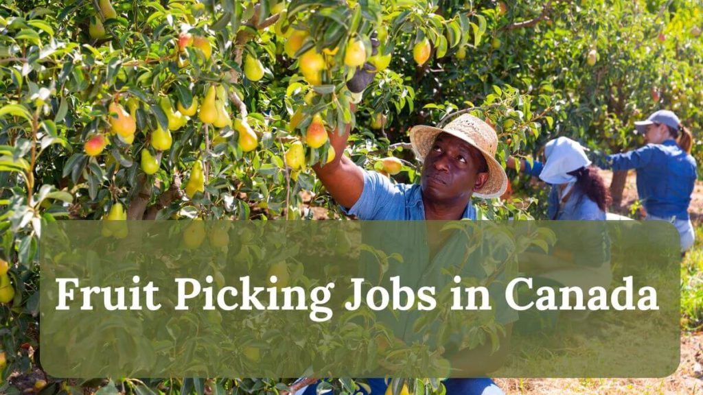 Fruit Picking Jobs in Canada