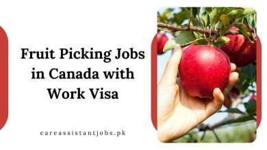 Fruit Picking Jobs in Canada with Work Visa