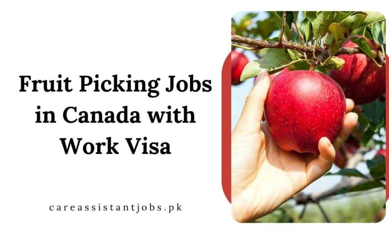 Fruit Picking Jobs in Canada with Work Visa