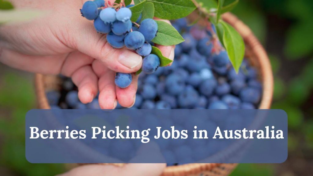 Berries Picking Jobs in Australia
