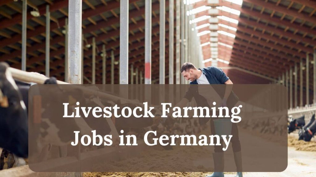 Sponsorship Livestock Farming Jobs in Germany 2025 2 Livestock Farming Jobs in Germany