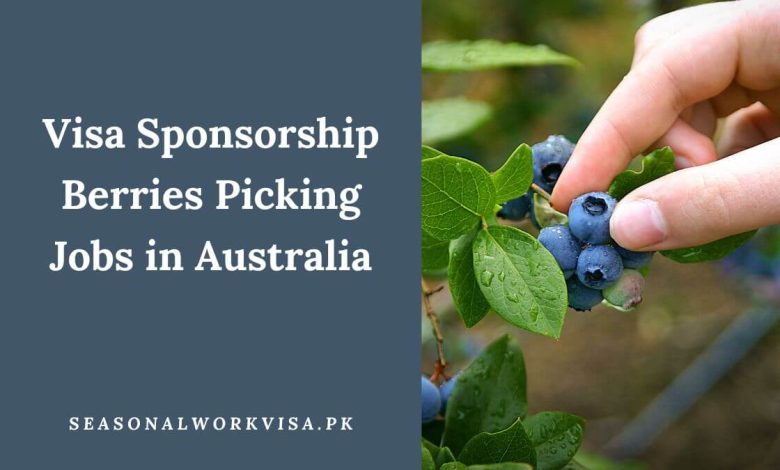 Visa Sponsorship Berries Picking Jobs in Australia