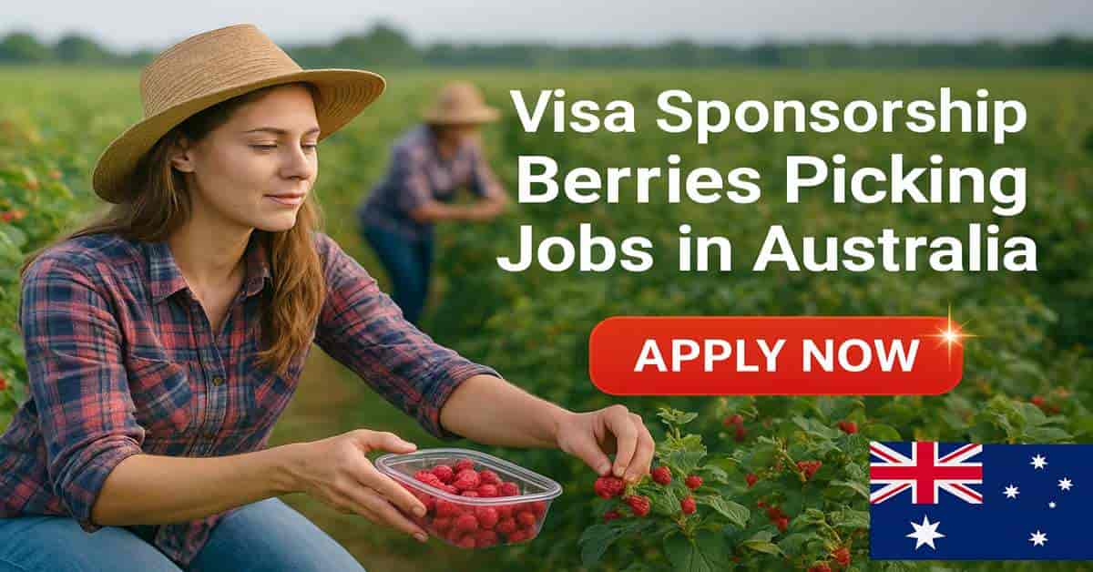 Visa Sponsorship Berries Picking Jobs in Australia 2025 1 Visa Sponsorship Berries Picking Jobs in Australia