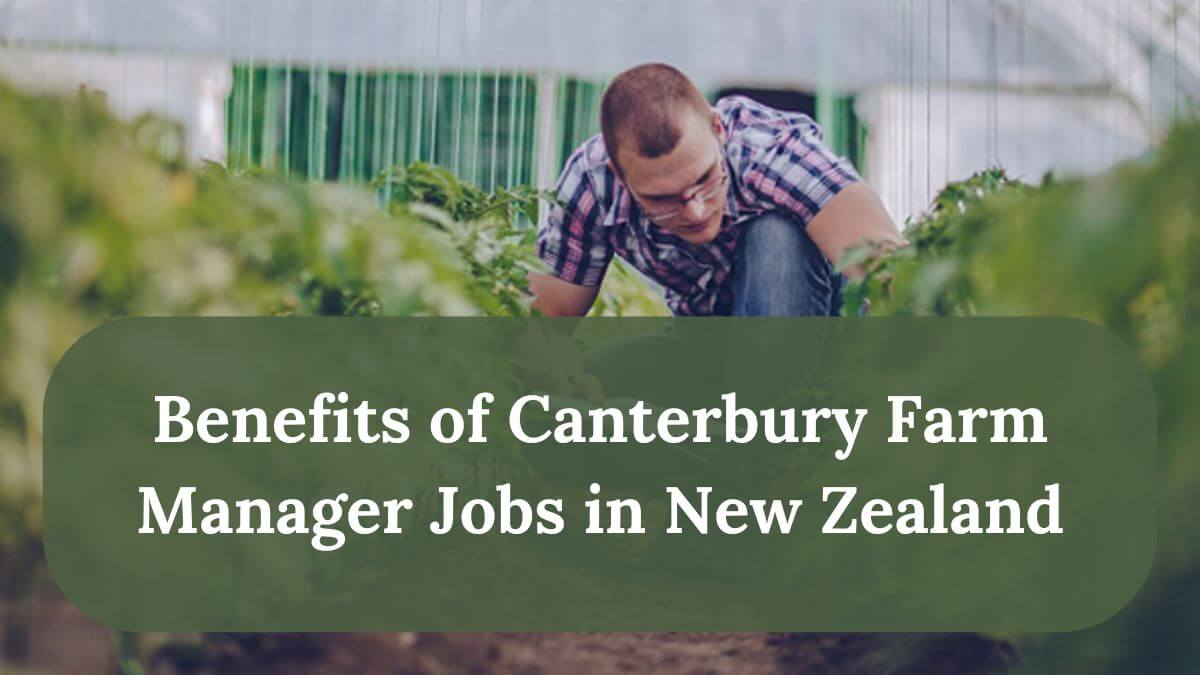 Canterbury Farm Manager Jobs in New Zealand 2025 - Apply Now 2 Benefits of Canterbury Farm Manager Jobs in New Zealand