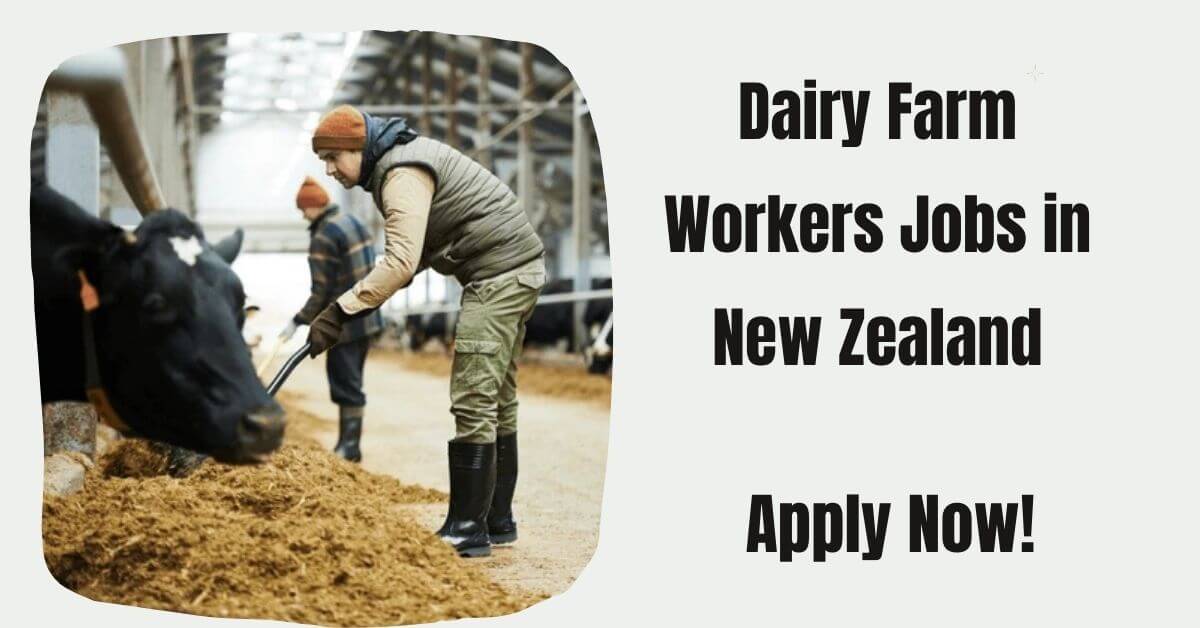 Dairy Farm Workers Jobs in New Zealand