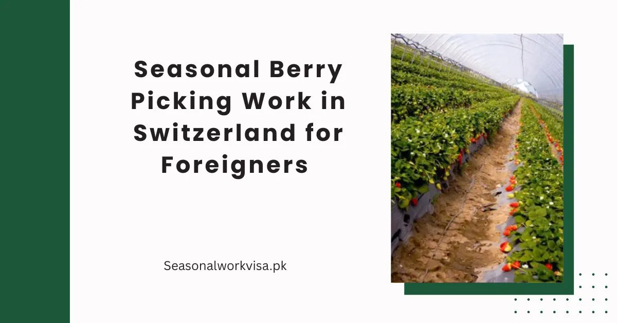Seasonal Berry Picking Work in Switzerland for Foreigners 1 Seasonal Berry Picking Work in Switzerland