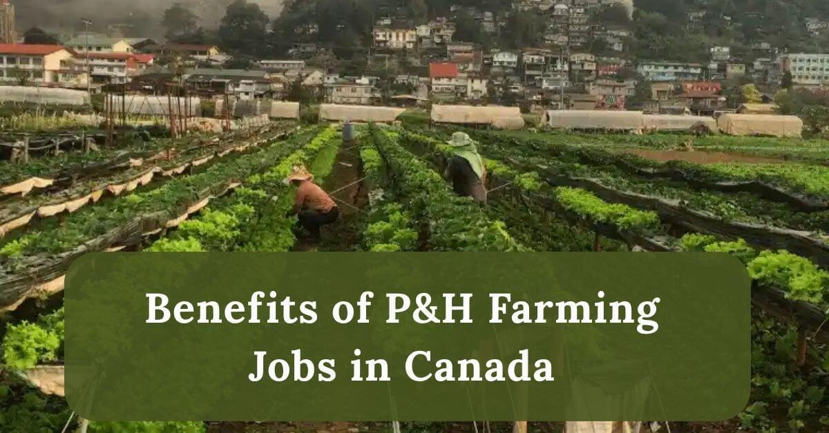 P&H Farming Jobs in Canada with Visa 2025 - Hiring Now 2 Benefits of P&H Farming Jobs in Canada