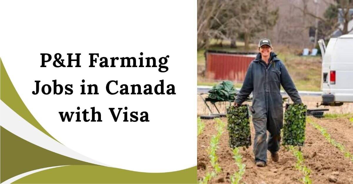 P&H Farming Jobs in Canada with Visa 2025 - Hiring Now 1 P&H Farming Jobs in Canada with Visa