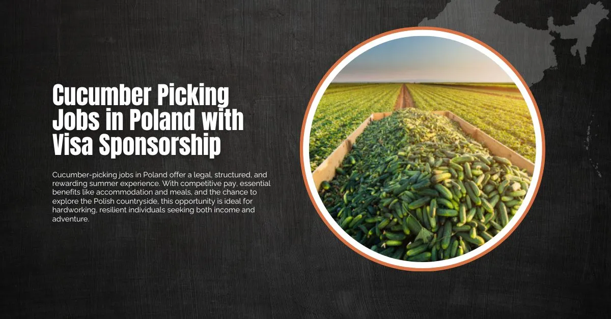 Cucumber Picking Jobs in Poland with Visa Sponsorship 1 Cucumber Picking Jobs in Poland