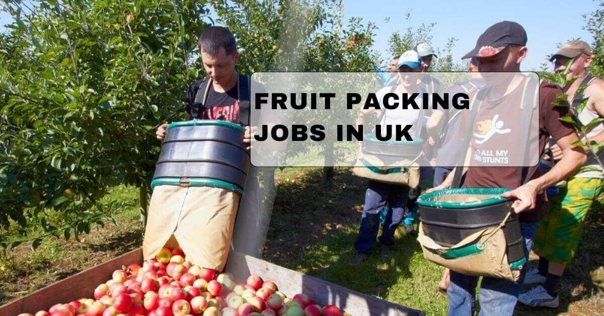 Fruit Packing Jobs in UK 2025 - Visa Sponsorship 1 Fruit Packing Jobs in UK