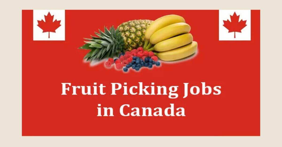 Fruit Picking Jobs in Canada with Work Visa 2025 - Apply Now 1 Fruit Picking Jobs in Canada with Work Visa