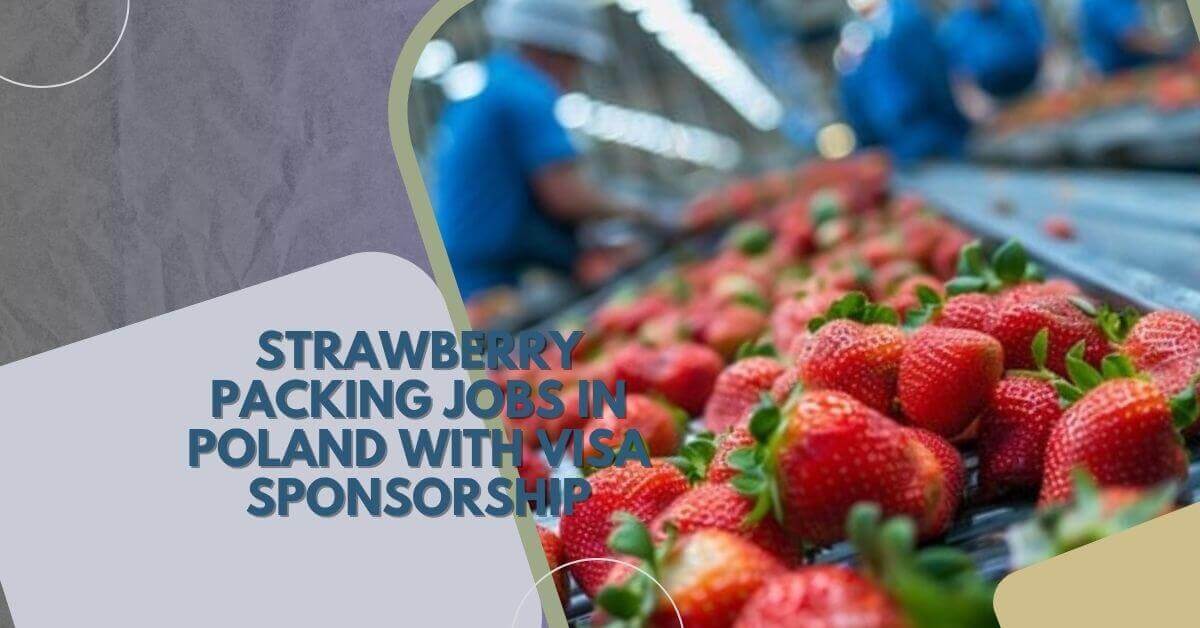Strawberry Packing Jobs in Poland With Visa Sponsorship 1 Strawberry Packing Jobs in Poland With Visa Sponsorship