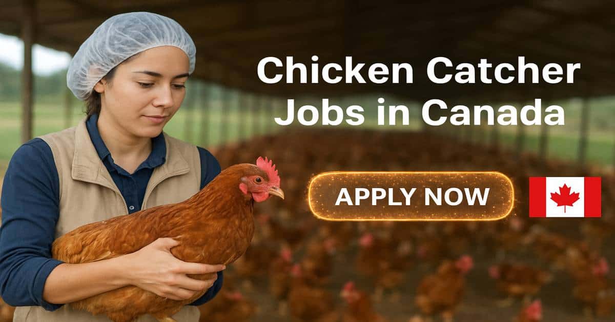 Chicken Catcher Jobs in Canada 2025 1 Chicken Catcher Jobs in Canada