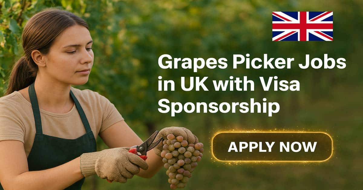 Grapes Picker Jobs in UK with Visa Sponsorship 2025 1 Grapes Picker Jobs in UK with Visa Sponsorship