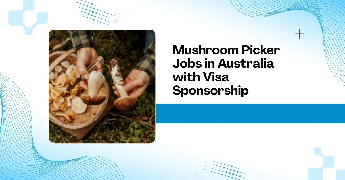 Mushroom Picker Jobs in Australia with Visa Sponsorship 1 Mushroom Picker Jobs in Australia