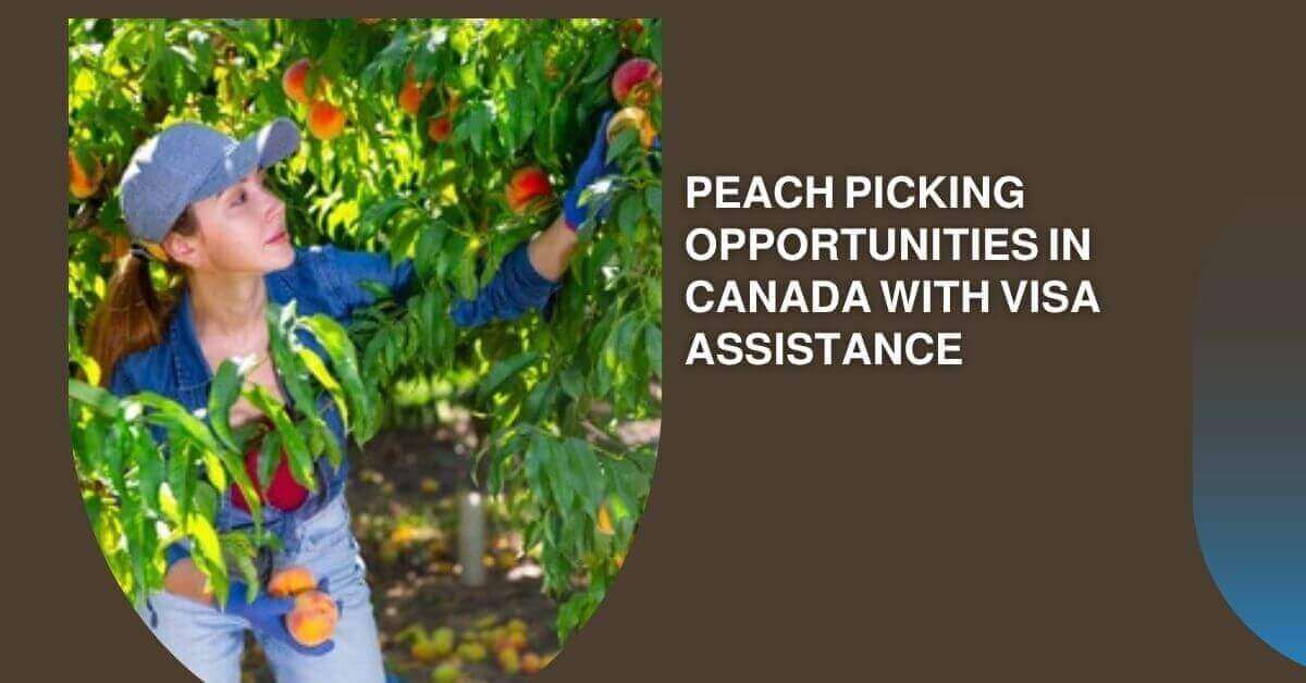 Peach Picking Opportunities In Canada With Visa Assistance 2025 1 Peach Picking Opportunities In Canada With Visa Assistance