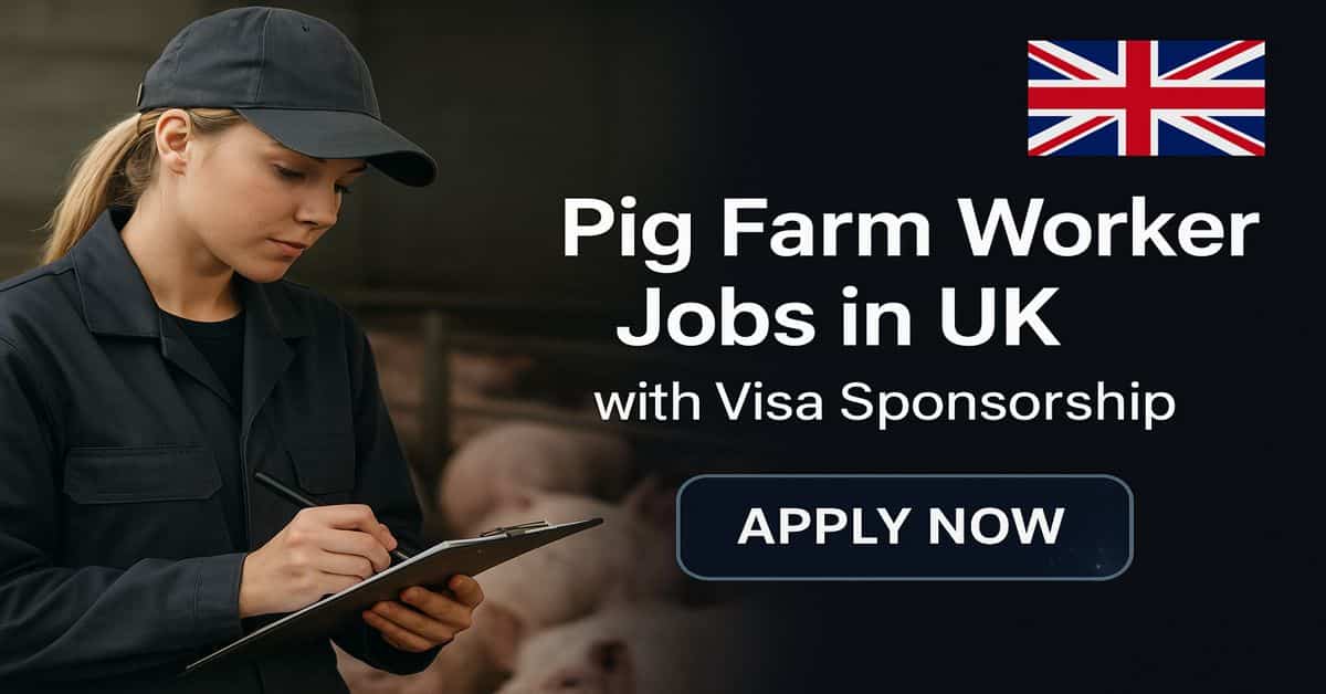 Pig Farm Worker Jobs in UK with Visa Sponsorship 2025 1 Pig Farm Worker Jobs in UK with Visa Sponsorship