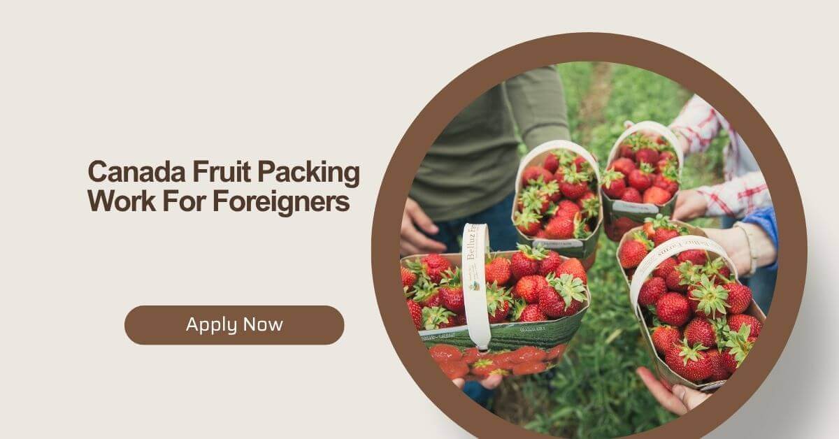 Canada Fruit Packing Work For Foreigners 2025 2 Canada Fruit Packing Work For Foreigners