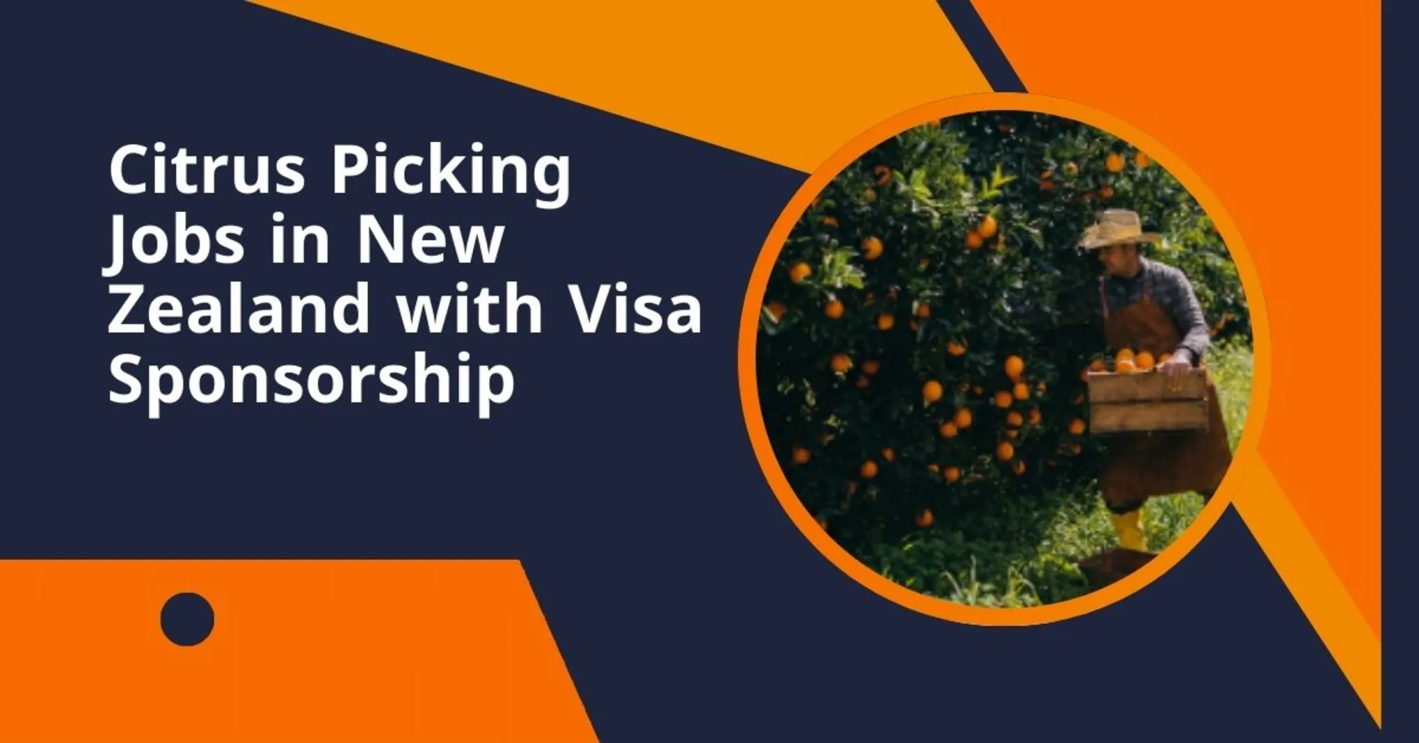 Citrus Picking Jobs in New Zealand with Visa Sponsorship 1 Citrus Picking Jobs in New Zealand
