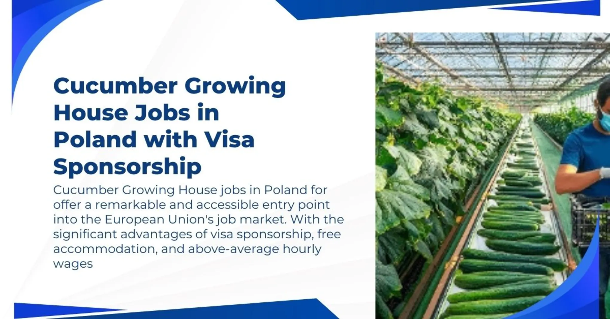 Cucumber Growing House Jobs in Poland