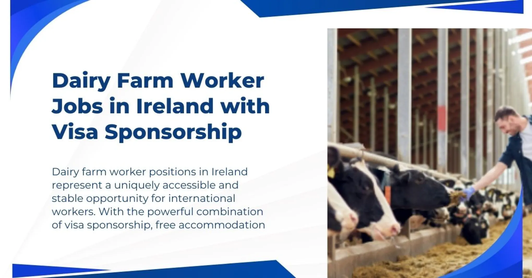 Dairy Farm Worker Jobs in Ireland with Visa Sponsorship 1 Dairy Farm Worker Jobs in Ireland