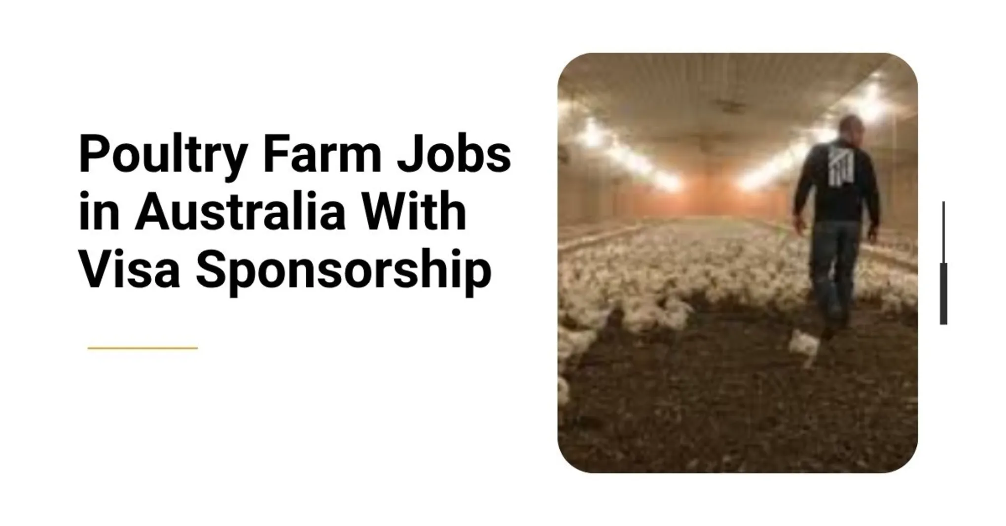 Poultry Farm Jobs in Australia With Visa Sponsorship 2026 1 Poultry Farm Jobs in Australia
