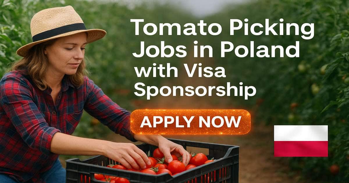 Tomato Picking Jobs in Poland with Visa Sponsorship