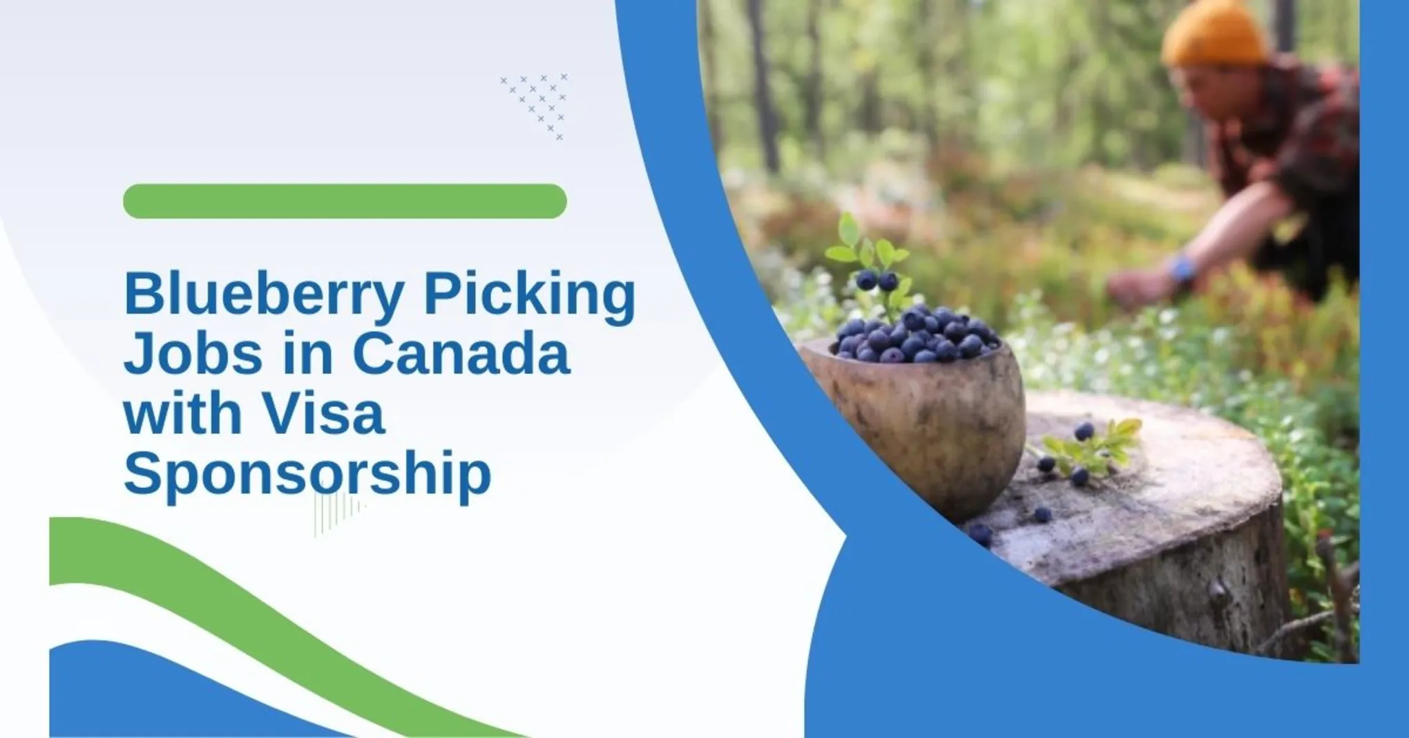 Blueberry Picking Jobs in Canada