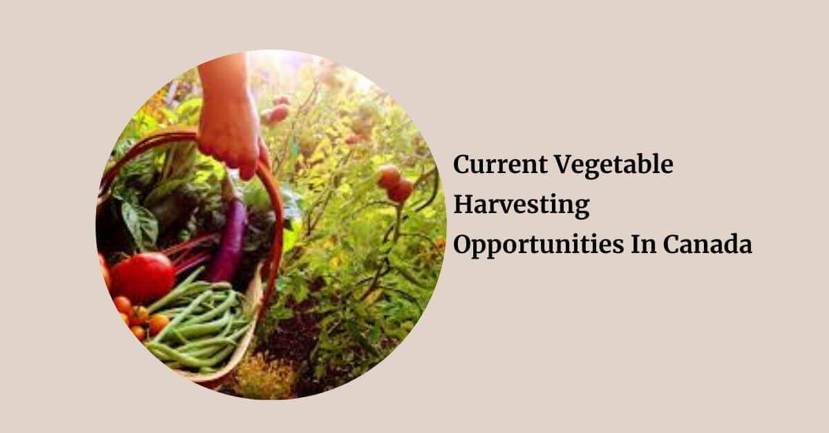 Current Vegetable Harvesting Opportunities In Canada