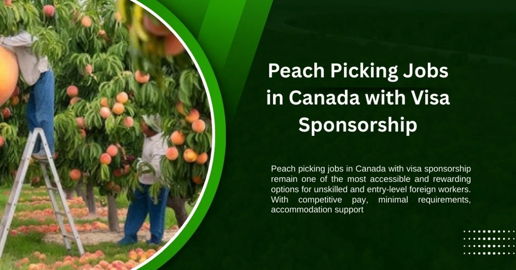 Peach Picking Jobs in Canada 