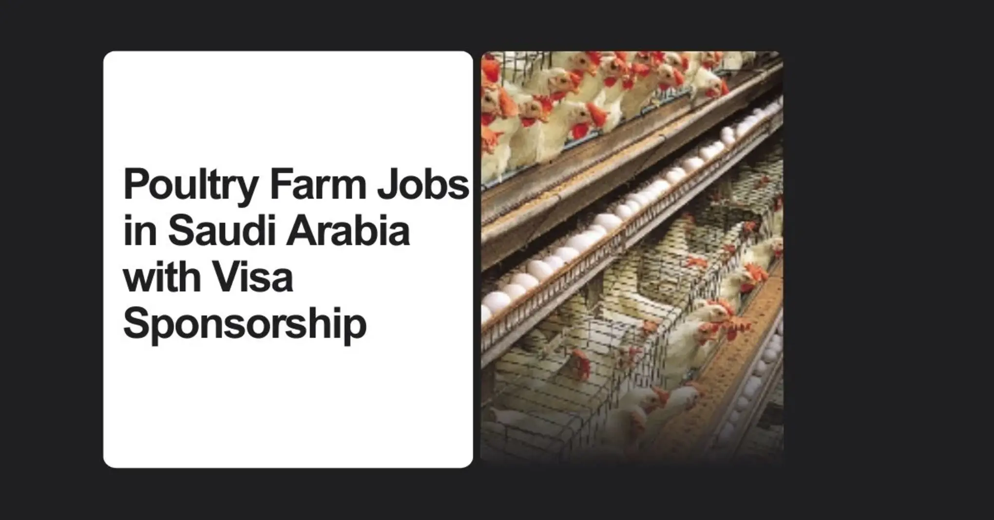 Poultry Farm Jobs in Saudi Arabia with Visa Sponsorship 2026 1 Poultry Farm Jobs in Saudi Arabia
