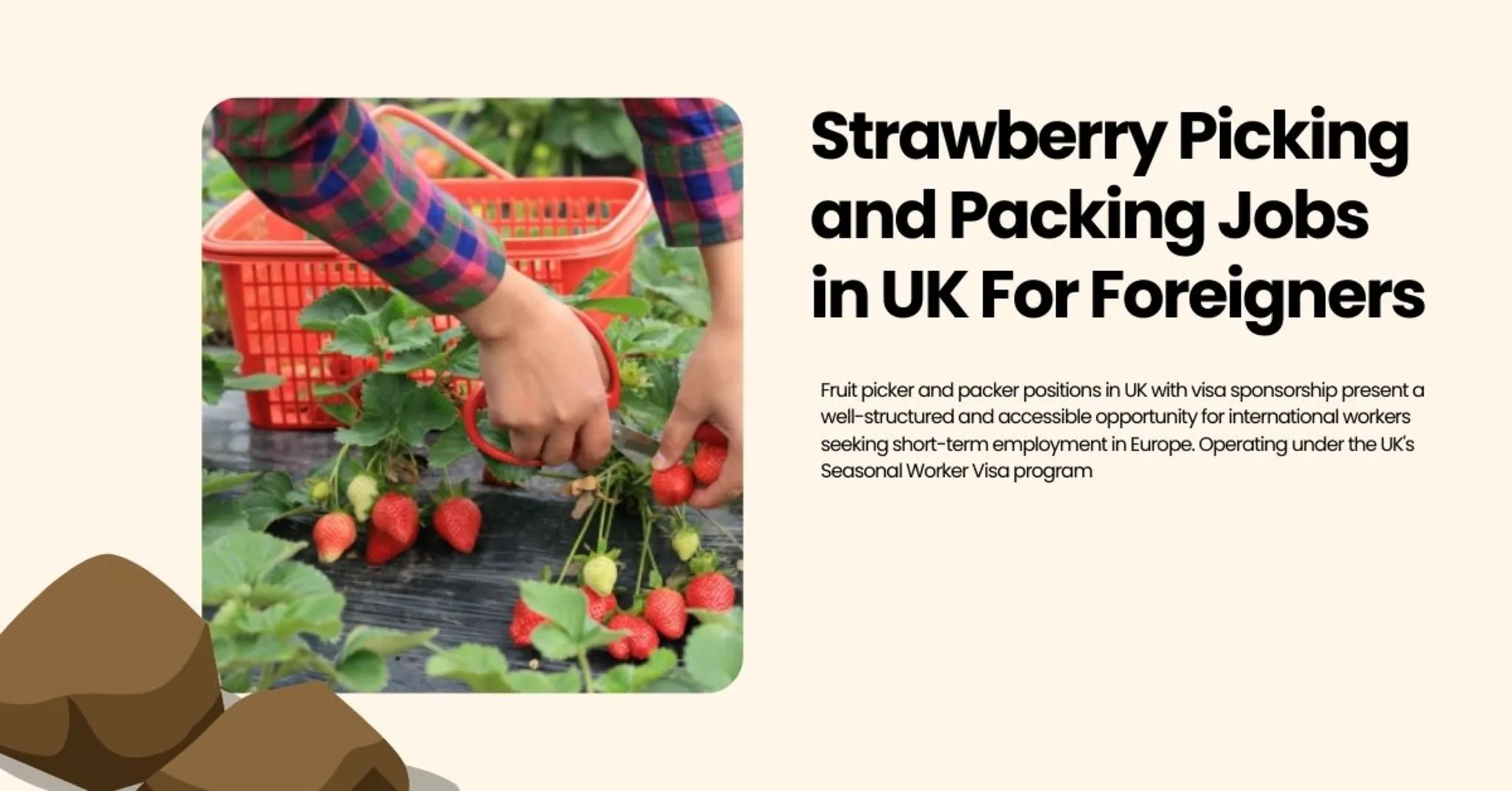 Strawberry Picking and Packing Jobs in UK For Foreigners 14 Strawberry Picking and Packing Jobs in UK