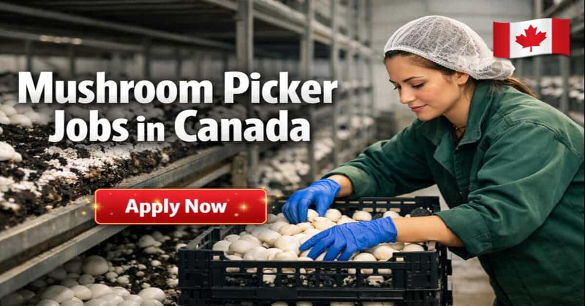 Mushroom Picker Jobs in Canada