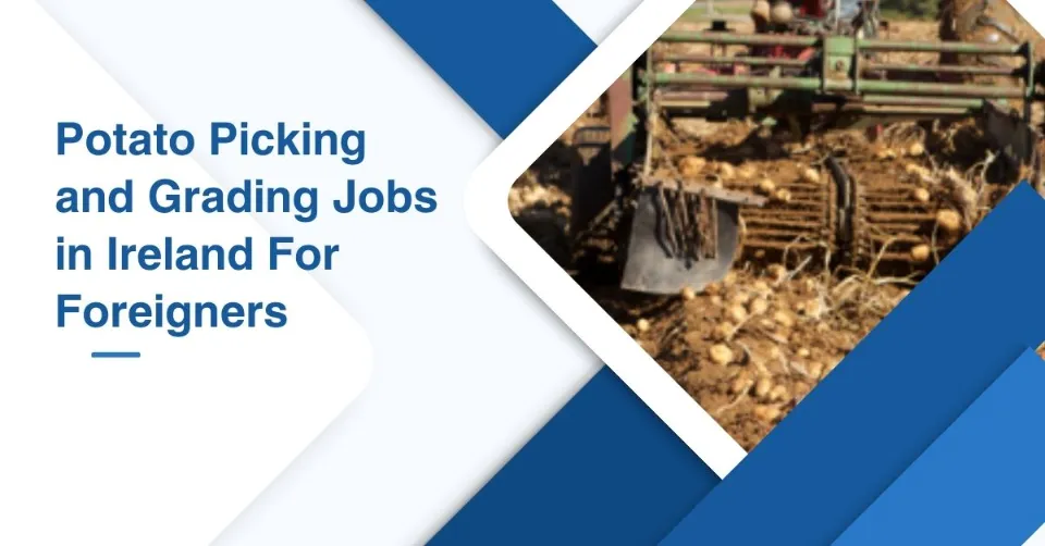 Potato Picking and Grading Jobs in Ireland For Foreigners 1 Potato Picking and Grading Jobs in Ireland