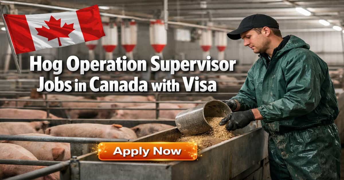 Hog Operation Supervisor Jobs in Canada with Visa