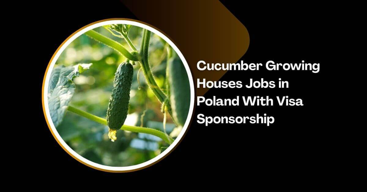 Cucumber Growing Houses Jobs in Poland With Visa Sponsorship