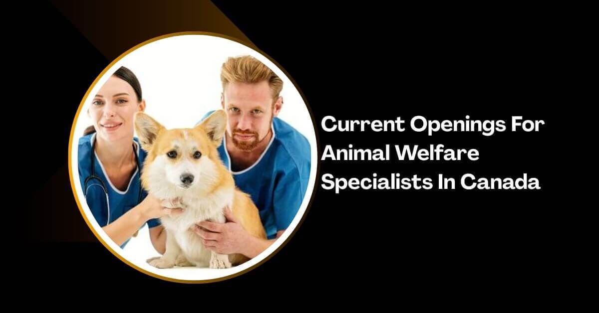 Current Openings For Animal Welfare Specialists In Canada