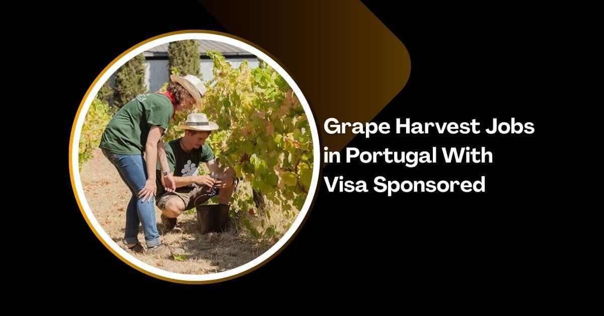 Grape Harvest Jobs in Portugal With Visa Sponsored