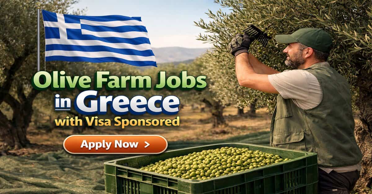 Olive Farm Jobs in Greece with Visa Sponsored
