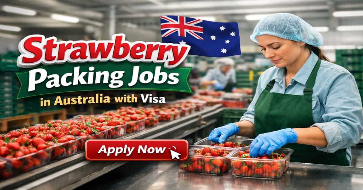 Strawberry Packing Jobs in Australia with Visa