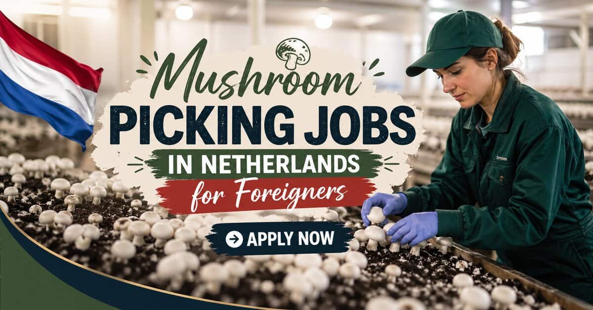 Mushroom Picking Jobs in Netherlands for Foreigners