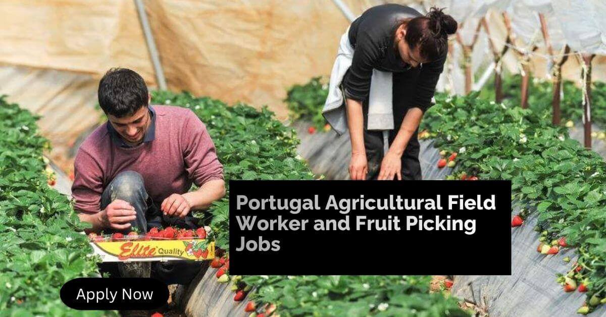 Portugal Agricultural Field Worker and Fruit Picking Jobs